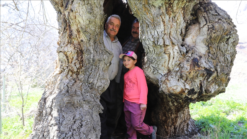 Hakkari'deki ceviz ağacı geniş kovuğuyla dikkati çekiyor