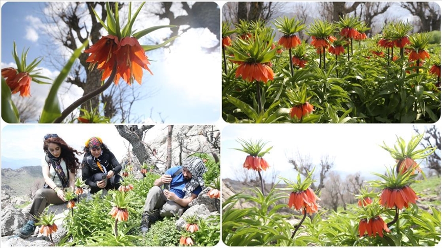 Siirt'teki yayla, ters laleleri görmek isteyenlerin uğrak yeri oldu