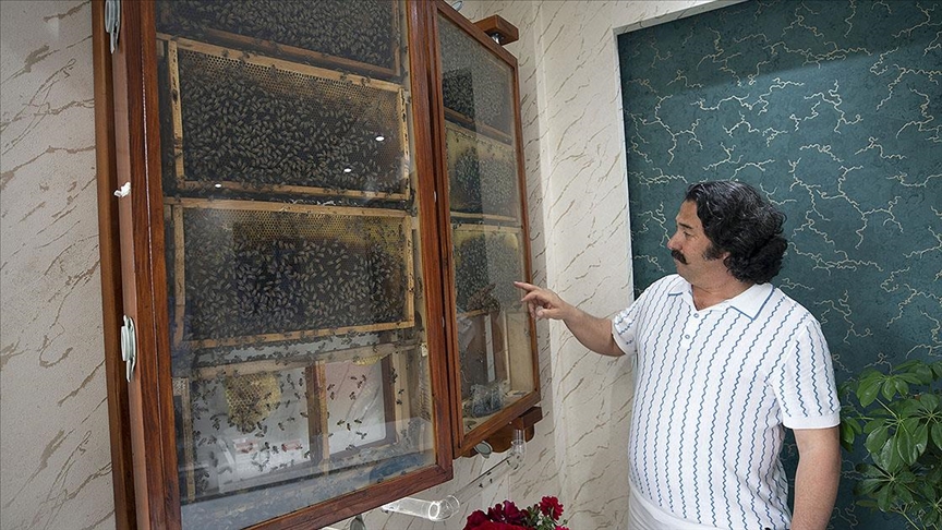 Aydınlı iş insanı ofisine kurduğu cam kovanlarda hobi amacıyla arı yetiştiriyor