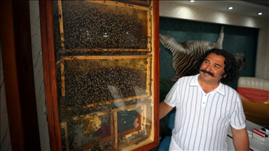 Aydınlı iş insanı ofisine kurduğu cam kovanlarda hobi amacıyla arı yetiştiriyor