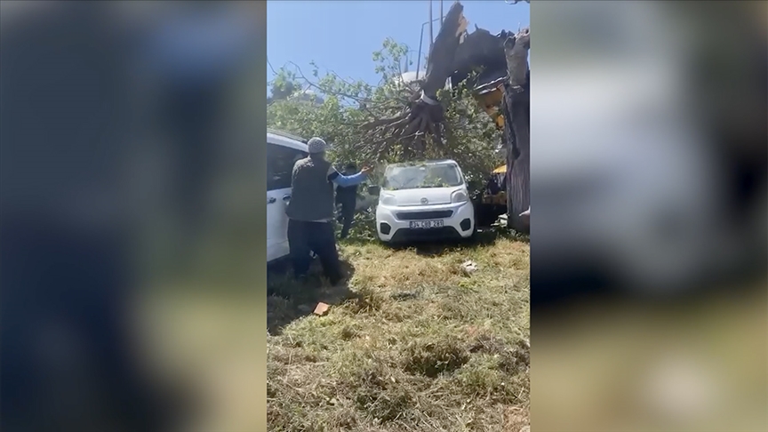 Fatih’te şiddetli rüzgar nedeniyle ağaçlar devrildi