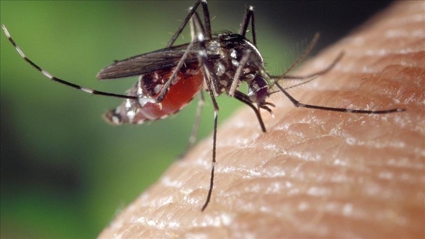 Chikungunya à La Réunion : Inquiétude et défiance après un mort lié au vaccin
