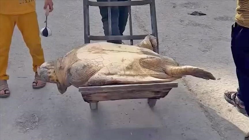 Li Xezeya ku Îsraîl bi darê zorê gel birçî dihêle, mirov ji bo ku bijîn kûsiyên behrê dixwin