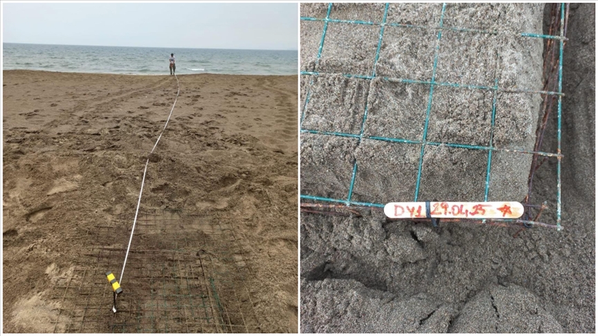 Muğla'da caretta carettalar İztuzu sahiline yumurta bırakmaya başladı