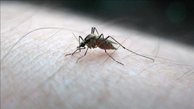L’épidémie de chikungunya à La Réunion montre des signes de baisse
