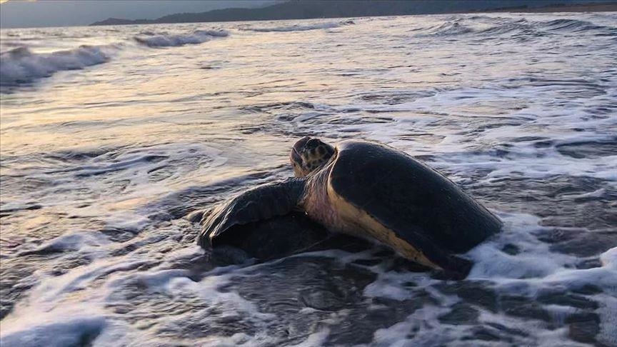 Inde : l’incroyable histoire d'une tortue qui a parcouru 4 500 kilomètres