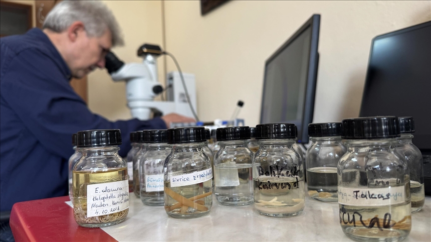 Türkiye ve ABD'de keşfedilen 6 sülük türü dünya bilim literatürüne kazandırıldı