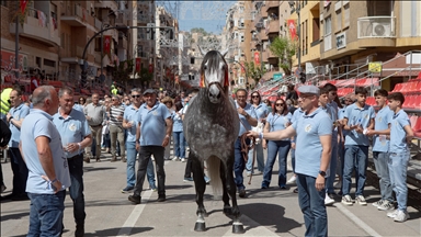 Spanjë, festivali Los Caballos del Vino ku ekspozohen kuajt në formën e tyre natyrale