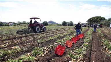 Datça'da turfanda patates hasadı yapılıyor