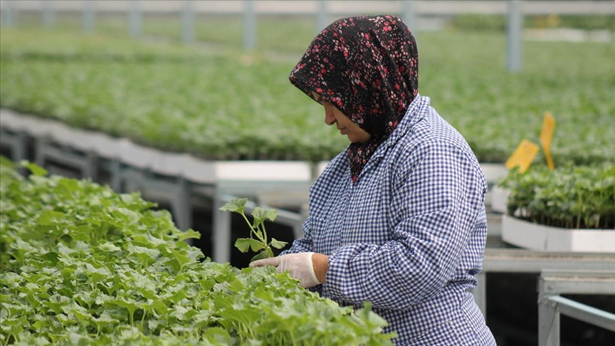 Samsun'da ürettikleri tohum ve fideleri 5 ülkeye ihraç ediyorlar