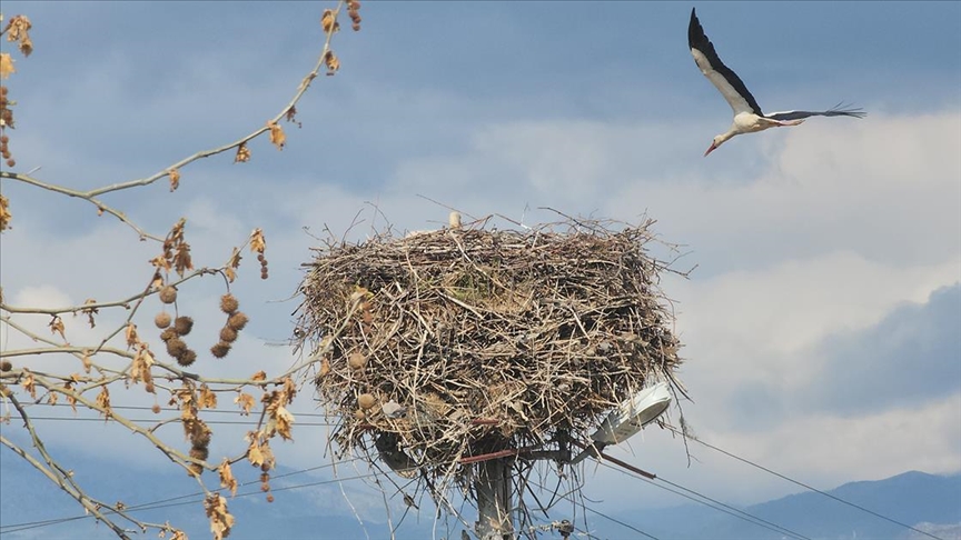 Amasya'da leylekler bahar mevsimiyle yuvalarına döndü