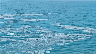 Yalova'nın Armutlu kıyılarında müsilaj görüldü