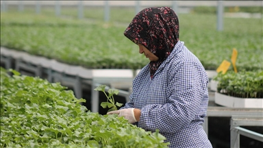 Samsun'da ürettikleri tohum ve fideleri 5 ülkeye ihraç ediyorlar