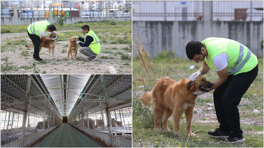 Hatay'da hayvan barınağının kapasitesi 280'den 1000'e çıkarılacak
