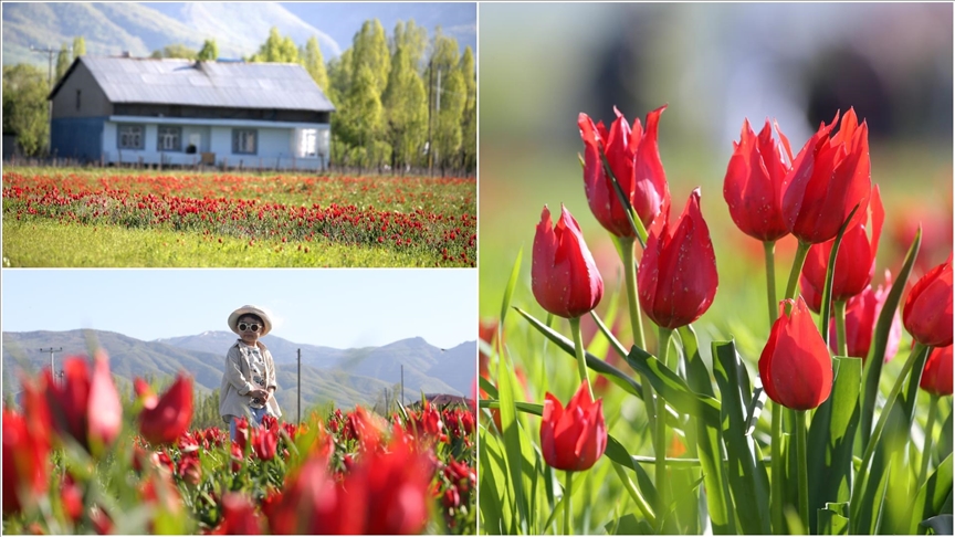 Muş Ovası "Muş 1071" adıyla tescillenen lalelerin açmasıyla renklendi