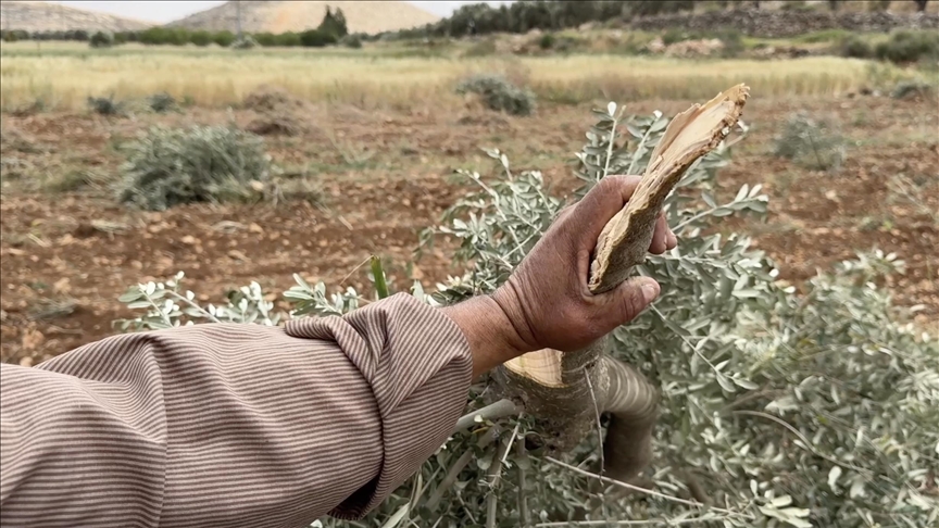 Illegal Israeli settlers attack Palestinian town, uproot 100 olive trees in occupied West Bank