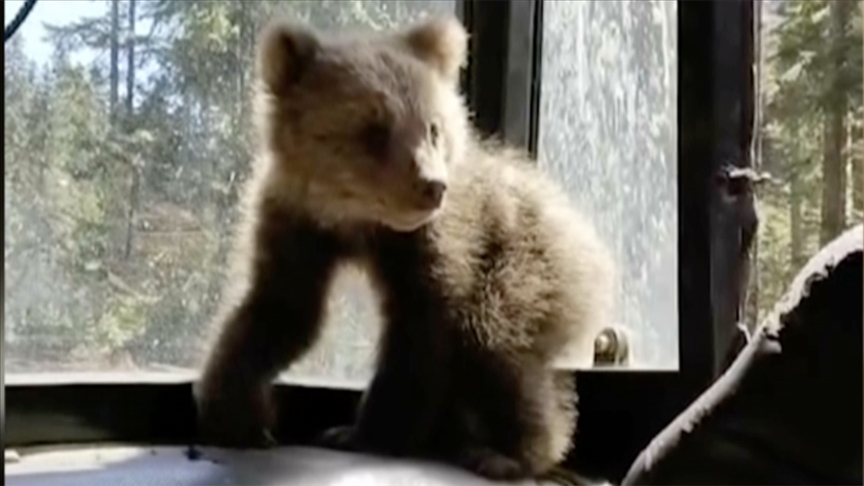Karabük'te orman işçilerinin bulduğu ayı yavrusu koruma altına alındı