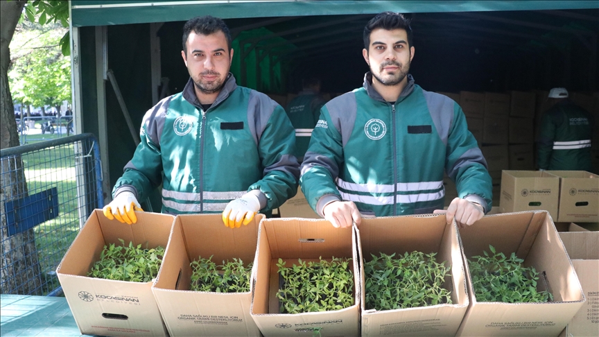 Kayseri'de üreticilere 550 bin organik domates fidesi dağıtıldı