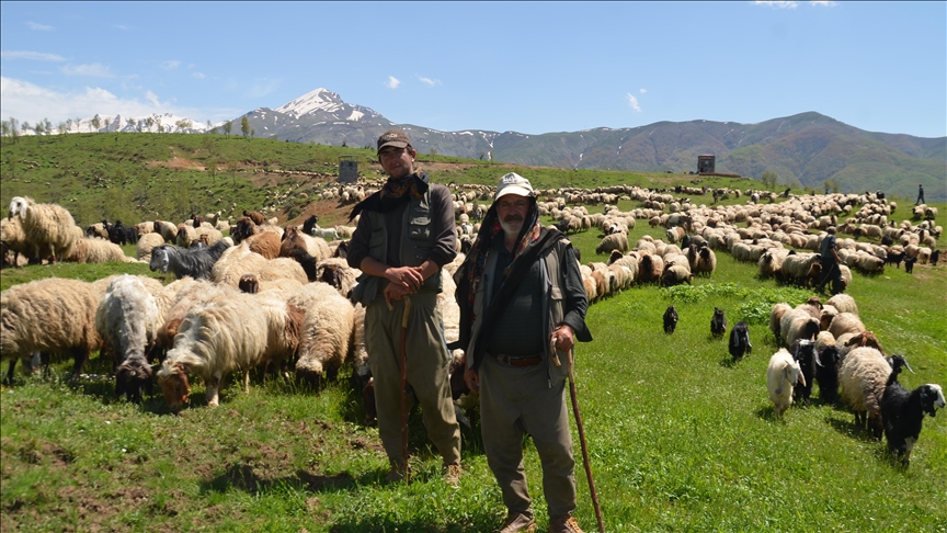 Koçerên ku ji Başûrê Rojhilatê bi rê ketin, piştî rêwîtiyeke bi zehmet a bi qasî mehekê gihîştin Mûşê
