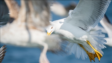 New Zealand wildlife clinic urges dimming lights to save birds