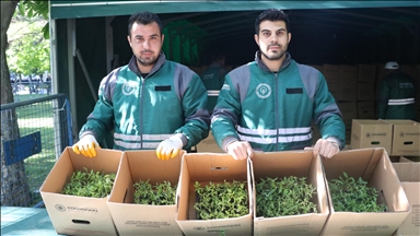 Kayseri'de üreticilere 550 bin organik domates fidesi dağıtıldı