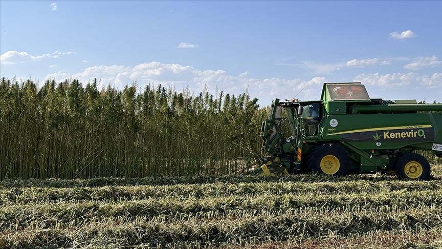 Türkiye’s ‘strategic product’ cannabis’ production, cultivation area on rise