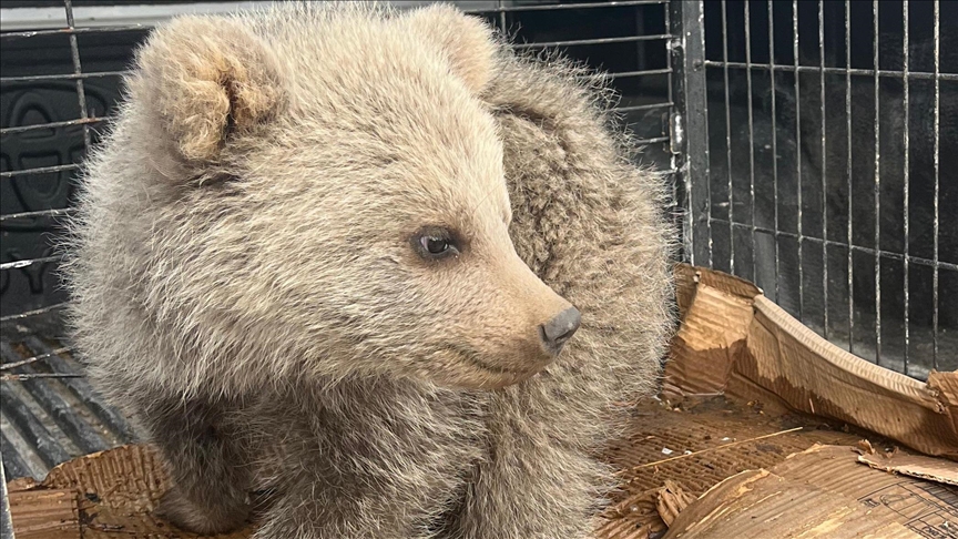 Erzurum'da çobanların bulduğu ayı yavrusu koruma altına alındı