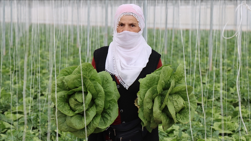 Erzincan’ın seralarında yetişen marulda hasat başladı