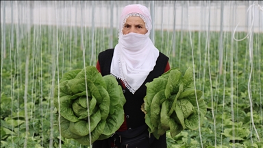 Erzincan’ın seralarında yetişen marulda hasat başladı