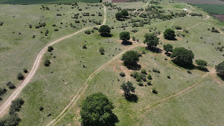 Edirne'de meraların belli bölümlerinde sulamalı sisteme geçilecek