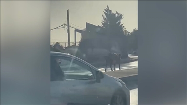 Ümraniye'de büyükbaş hayvanların trafiği tehlikeye düşürdüğü anlar kamerada 