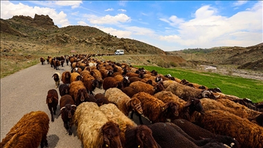 Havaların ısınmasıyla Iğdır'dan yaylalara, göçerlerin "kontrollü" çıkışı başladı