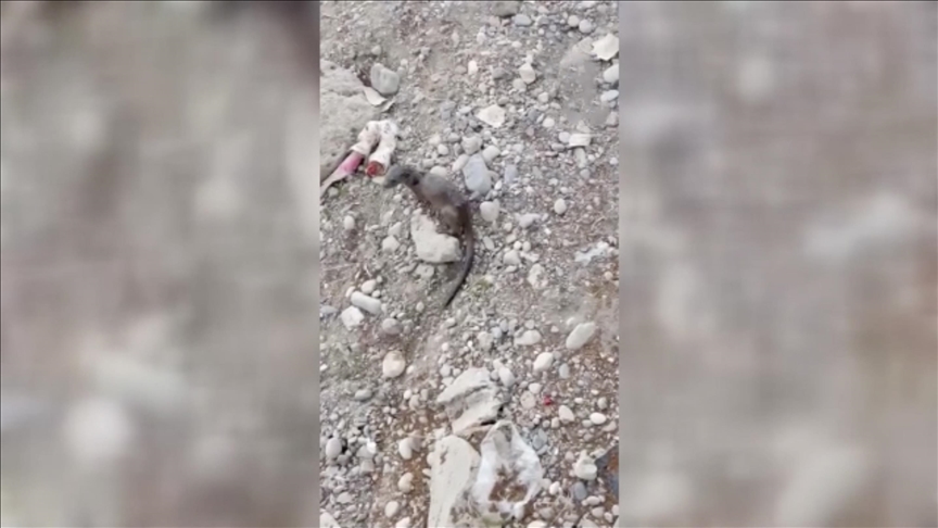 Adana'da nehirde su samuru görüntülendi