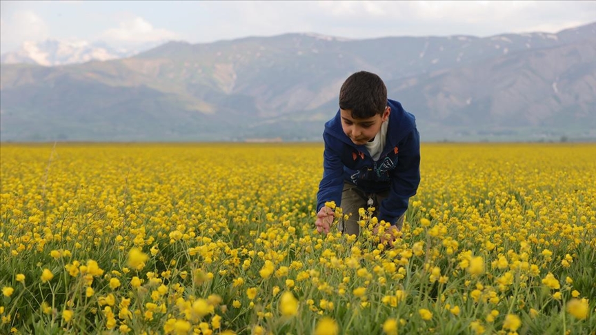 Hakkari'deki tarlalar sarı çiçeklerle renklendi