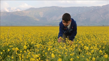 Hakkari'deki tarlalar sarı çiçeklerle renklendi