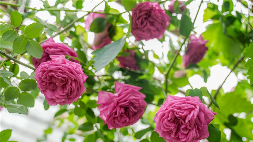 Gulên Mihemediyeyê yên ku berê baxçeyên Dîyarbekirê dixemilandin di serayan da tên parastin