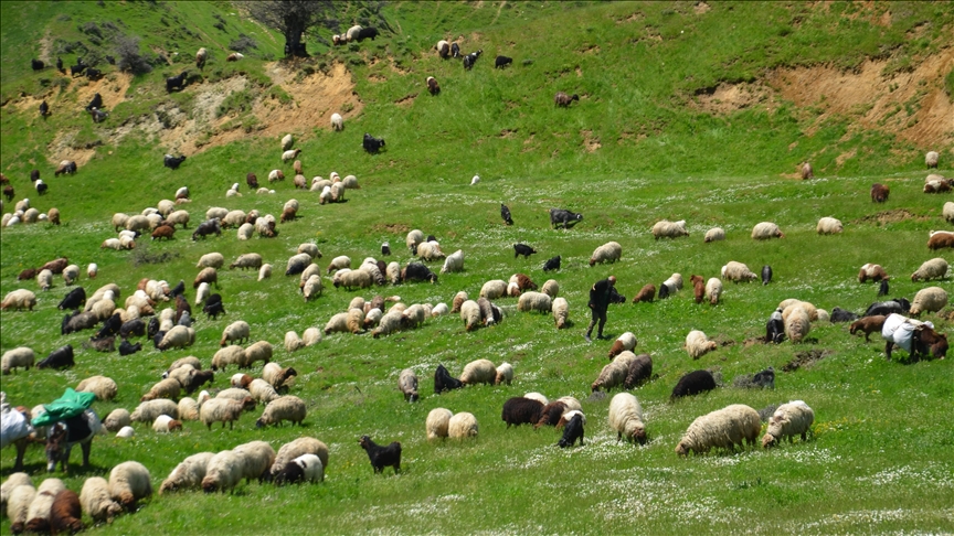Koçerên hatine zozanên li Mûşê dest bi dotina pezên xwe kirin