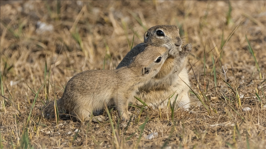 Ketri tokësor i Azisë së Vogël shfaqet në zonat livadhore të Turqisë qendrore