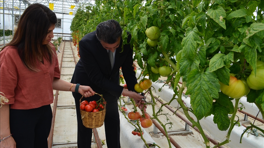 Kocaeli'de volkanik cürufla yetiştirilen domateslerin hasadına başlandı