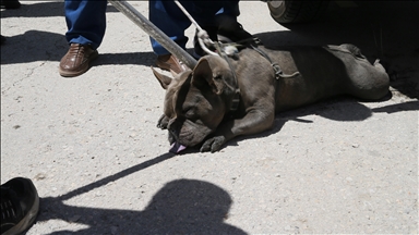 Malatya'da pitbull cinsi köpeğin saldırısına uğrayan kadın yaralandı