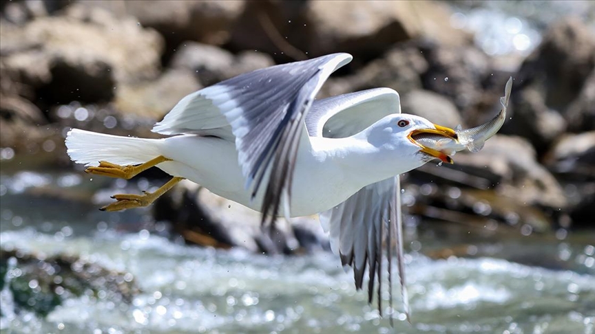 Përpjekja midis peshqve që migrojnë dhe pulëbardhave krijon skena mahnitëse në Van