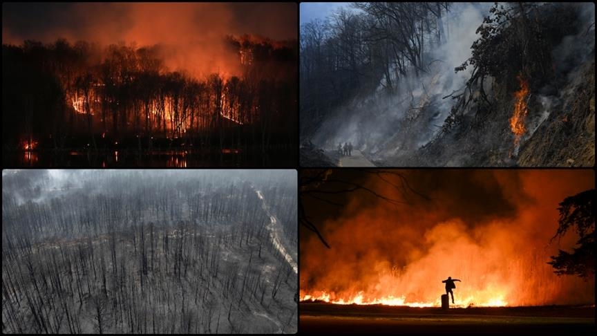 Wildfires drive record global forest loss in 2024, data shows