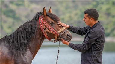 Rahvan atı "Boyka" kaslarını Fırat Nehri'nin serin sularında geliştiriyor