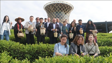 Çinli akademisyenler Uluslararası Çay Günü'nde Rize'de çay topladı