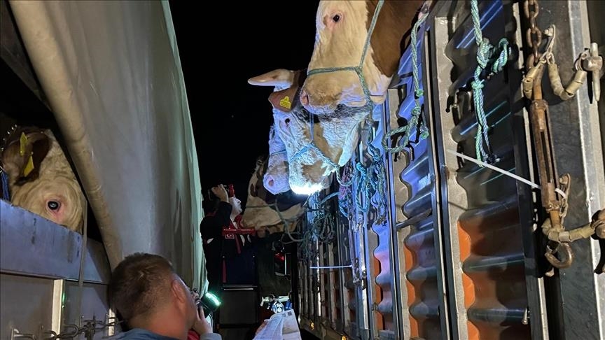 Ji bo nava Stenbolê derbaskirina heywanên qurbanê dest pê kir