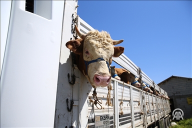 Ajelên ku ji bo qurbanê li çêre û zozanên Bîngolê tên bixwedîkirin ber bi rojava va tên şandin
