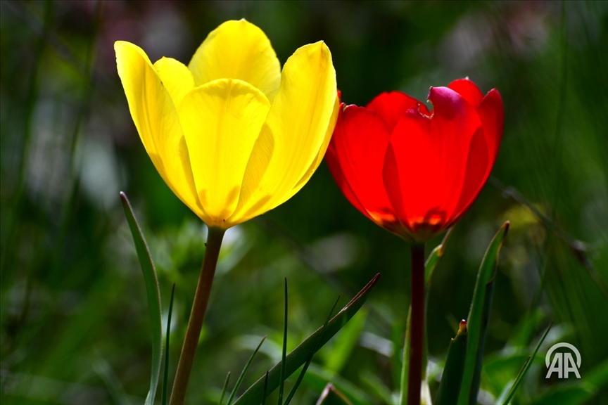 Li Qersê siruşt bi kulîlkên rengorengo yên ku piştî baranan bişkivîn vejiya