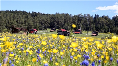 Kastamonu yaylaları baharın tüm güzelliklerini sergiliyor