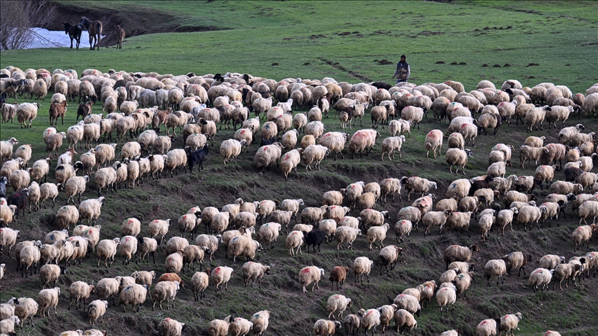 Van'da koruma çalışmaları ve desteklerle Norduz koyununun sayısı artıyor