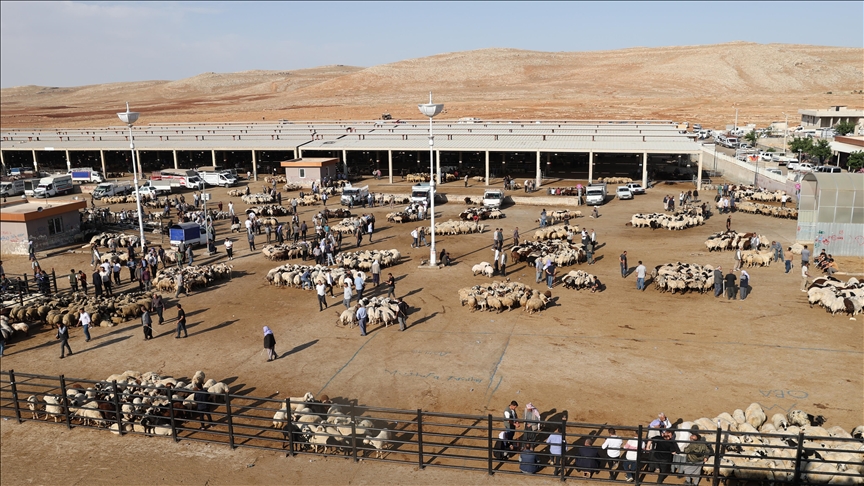 Hayvancılık merkezlerinden Աıܰڲ'da Kurban Bayramı öncesi hareketlilik yaşanıyor